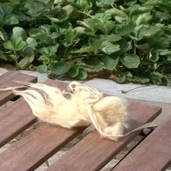 Skydda träd från rådjur och harar Skydda träd från rådjur och harar